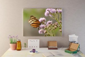 Butterfly photo art on canvas