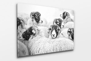 winter countryside sheep print
